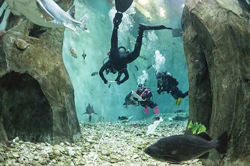 three people scuba diving surrounded by various types of fish